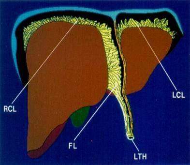 triangulare hepatis dextrum(ltd) et sinistrum(lts).