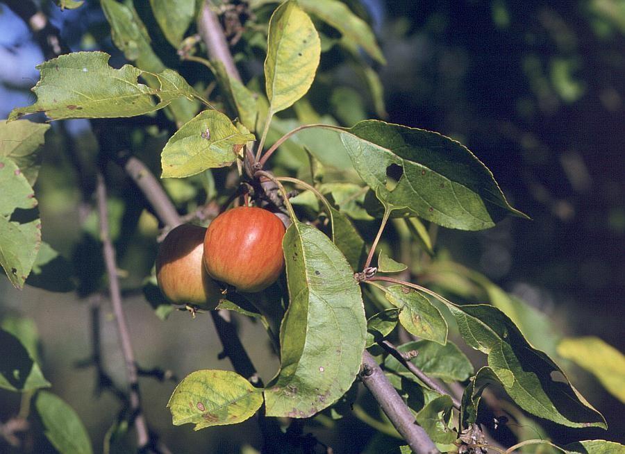 Rosaceae Malus domestica