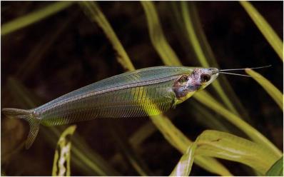 tetra měděná Hemigrammus