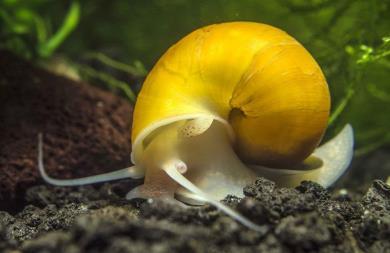 řasokoule Pomacea