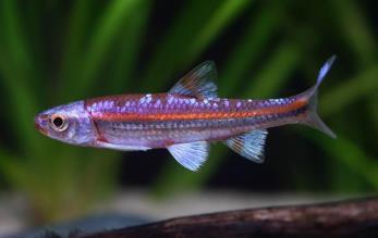 Notropis chrosomus