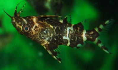 Synodontis