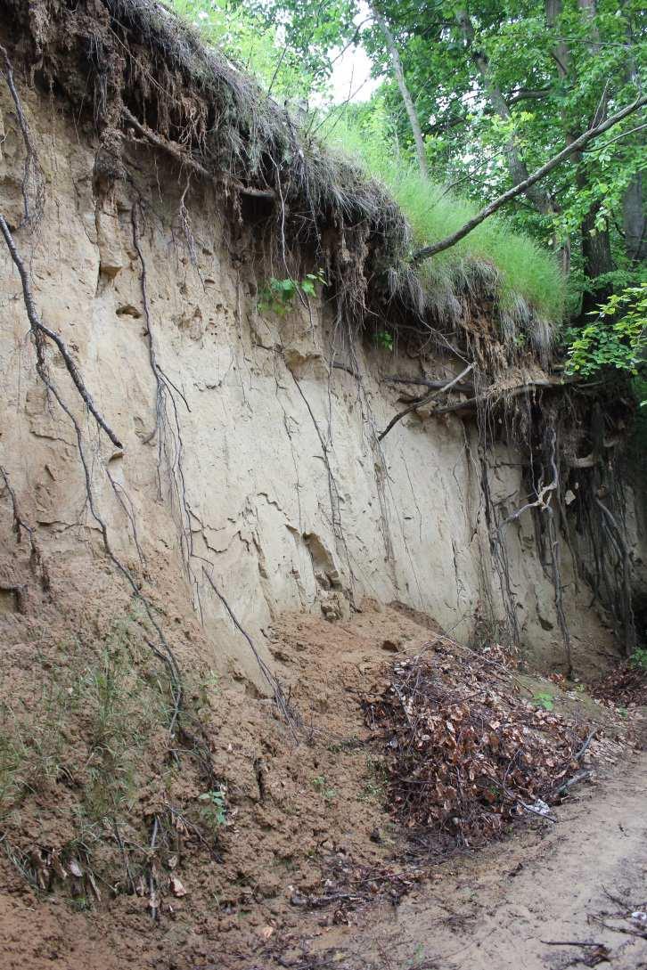 zastoupeny především jílové minerály jíl