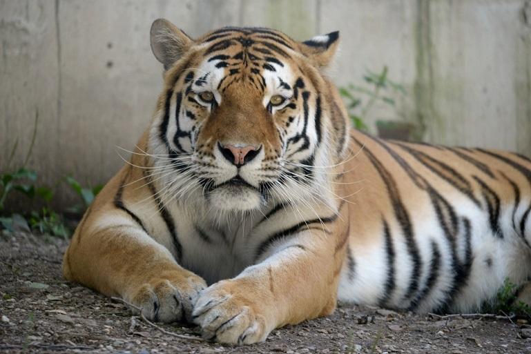 ZOO Olomouc Tip Zdejší ZOO se chlubí nejvyšší vyhlídkovou věží ze všech zahrad v republice.