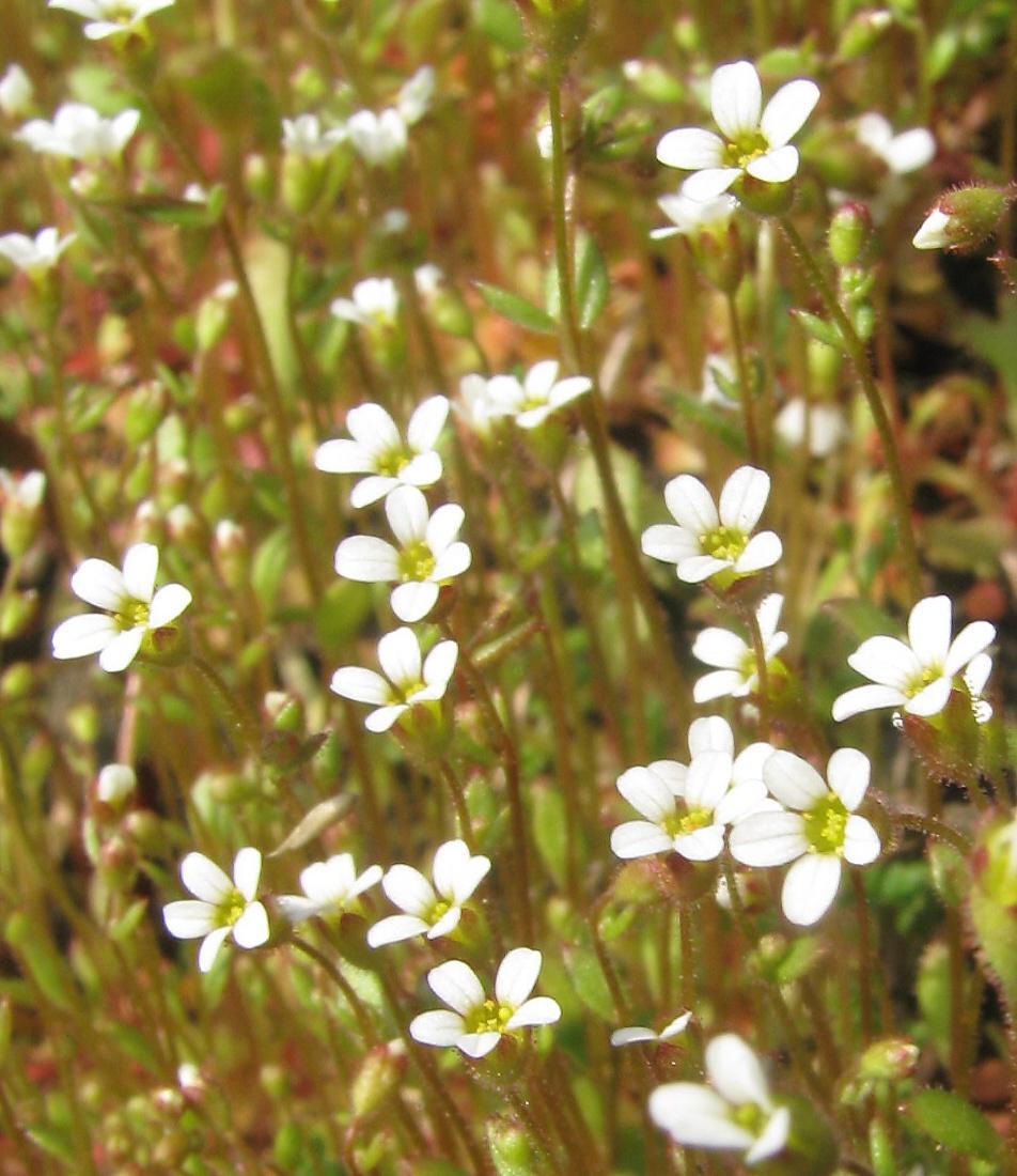 106 LOMIKÁMEN TROJPRSTÝ Lomikámen trojprstý (Saxifraga tridactylites) je jedním z nejvzácnějších jarních efemér oživující zdejší výchozy kulmských slepenců.