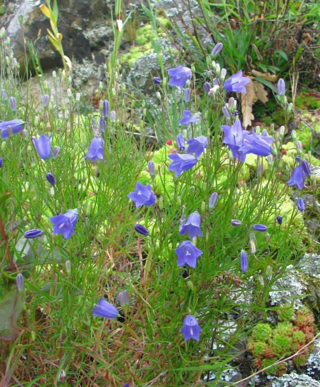 názvem zvonek okrouhlolistý (Campanula rotundifolia).