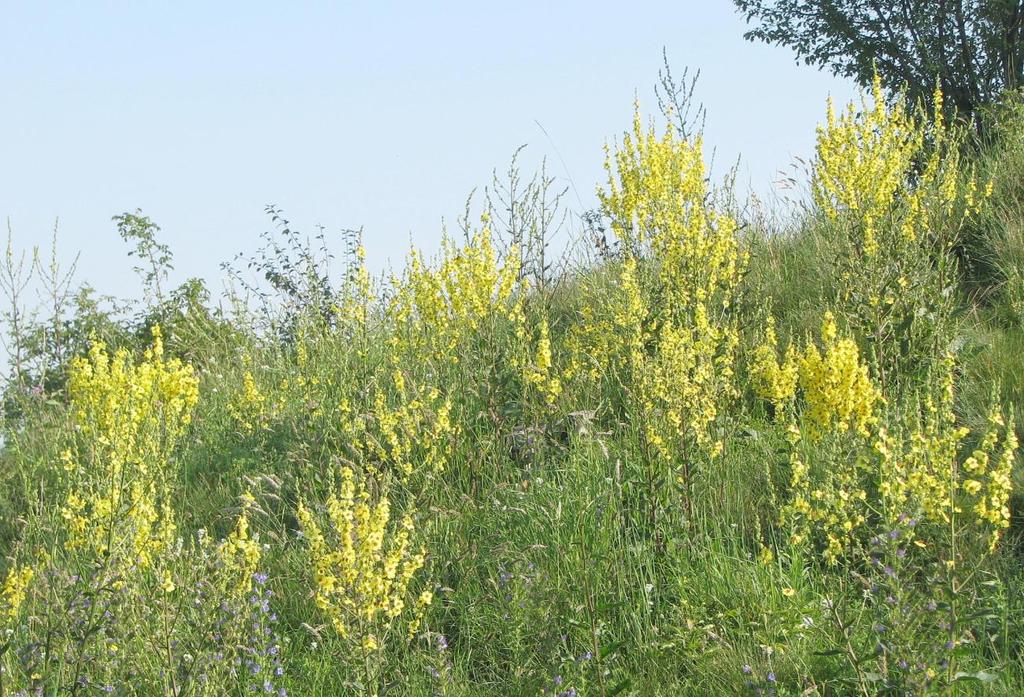 115 DIVIZNA RAKOUSKÁ Jako jediná ze žlutě kvetoucích divizen ve zdejších územích je