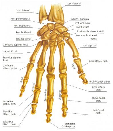 2. 1. 2 Kosti ruky Pod názvem kosti ruky (ossa manus) se skrývají kosti záprstní (ossa metacarpi), články prstů (ossa digitorum) a sezamové kůstky (ossa sesamoidea).
