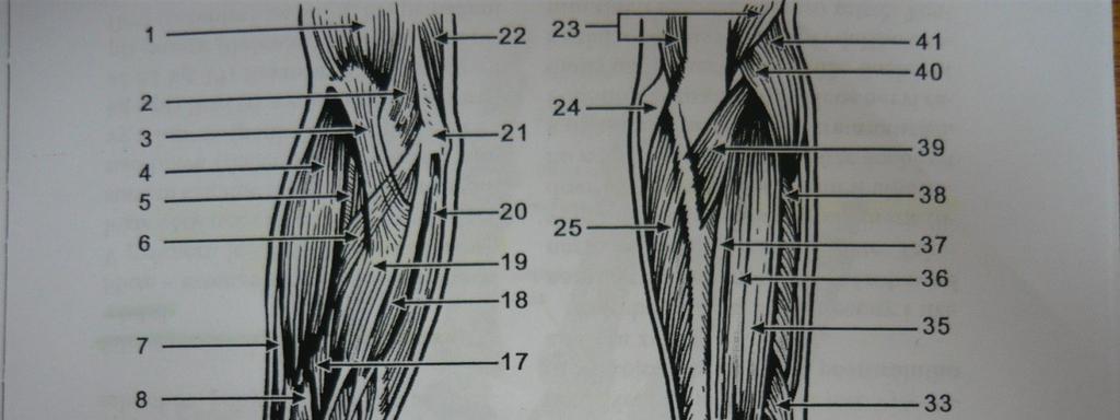 Obr. č. 5 Svaly předloktí a ruky (Legenda: 1 - m. biceps brachii, 2 - m. brachialis, 3 - aponeurosis bicipitalis, - m. brachioradialis, 5 - m. supinator, 6 - m. pronator teres, 7 - m.