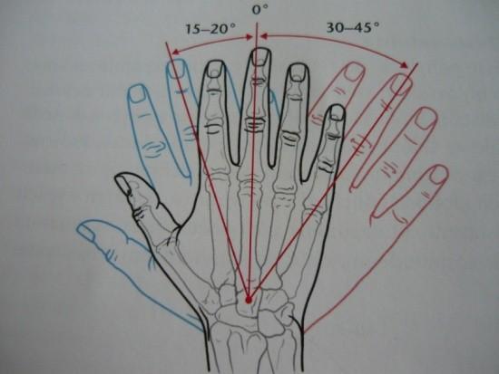 (Véle, 2006) Důležité u zápěstí a ruky je dělení karpálních kůstek na proximální a distální řadu z hlediska posunu kostěných ploch proti sobě během pohybů ruky.