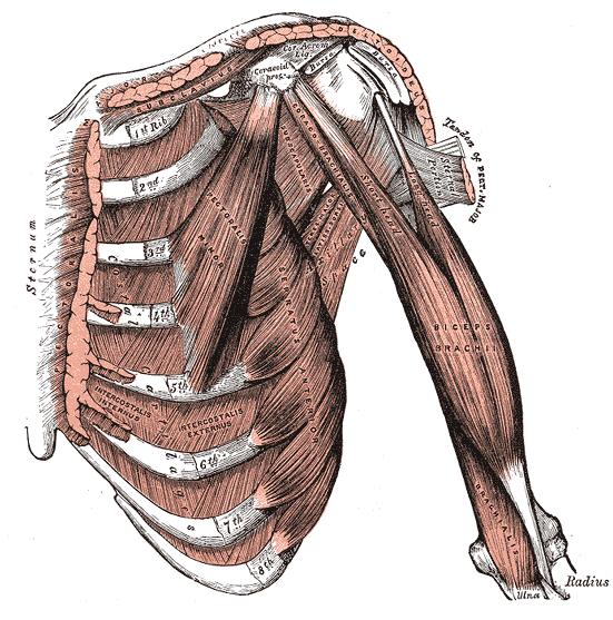 Celý sval flektuje loketní kloub, supinuje předloktí z pronace a pronuje předloktí z krajní supinace. Vždy do polohy palce nahoru.