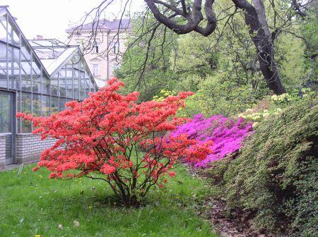 Jarní paleta barev azalek (Rhododendron) u vstupu do botanické zahrady láká
