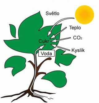 Fotosyntéza Uhlíkaté sloučeniny jsou