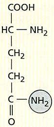 asimilace NH 4 + NH 4 + + glutamát + ATP glutaminsyntetáza GS glutamin + ADP + Pi NH 4 + + 2-oxoglutarát + NAD(P)H glutamátdehydrogenáza GDH glutamát + NAD(P) + + H 2 O