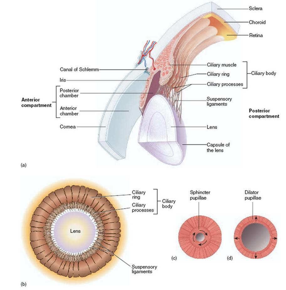 4.1 Anatomie očních struktur podílejících se na akomodaci Struktury oka podílející se na akomodaci: 1. Rohovka 2.