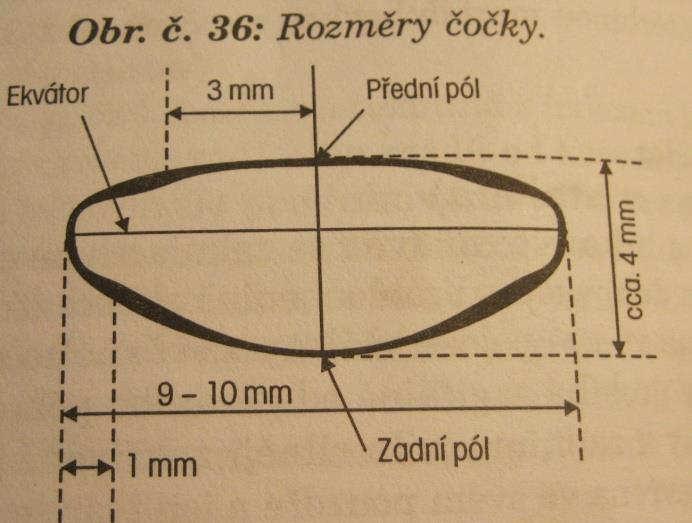 rozeznat jemnou lamelu, do které se upínají vlákna závěsného aparátu čočky. Čočkový epitel se rozprostírá pod pouzdrem přes celou přední plochu čočky až k ekvátoru. Vždy je jednořadý.