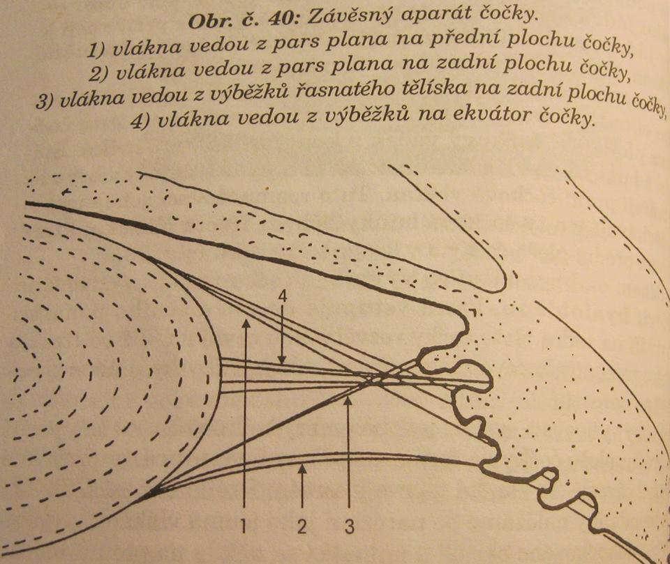 4.1.4 Závěsný aparát čočky Vlákna závěsného aparátu, zonulární vlákna, udržují čočku na svém místě a umožňují akomodaci. Rozprostírají se mezi řasnatým tělískem a čočkou a mají různý průběh.