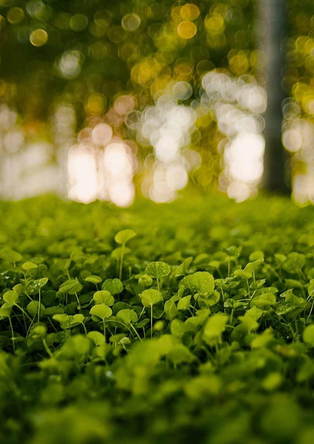 01 Letní závitky (6) 75 Kč Čerstvé závitky (rýžové nudle, čerstvá zelenina, veganská šunka, rýžový papír). Podávané s lehce pikantní sladkokyselou omáčkou.