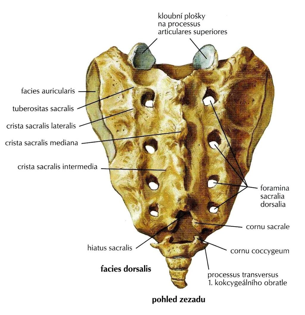 Příloha I/C: Křížová kost Obrázek 3: Křížová