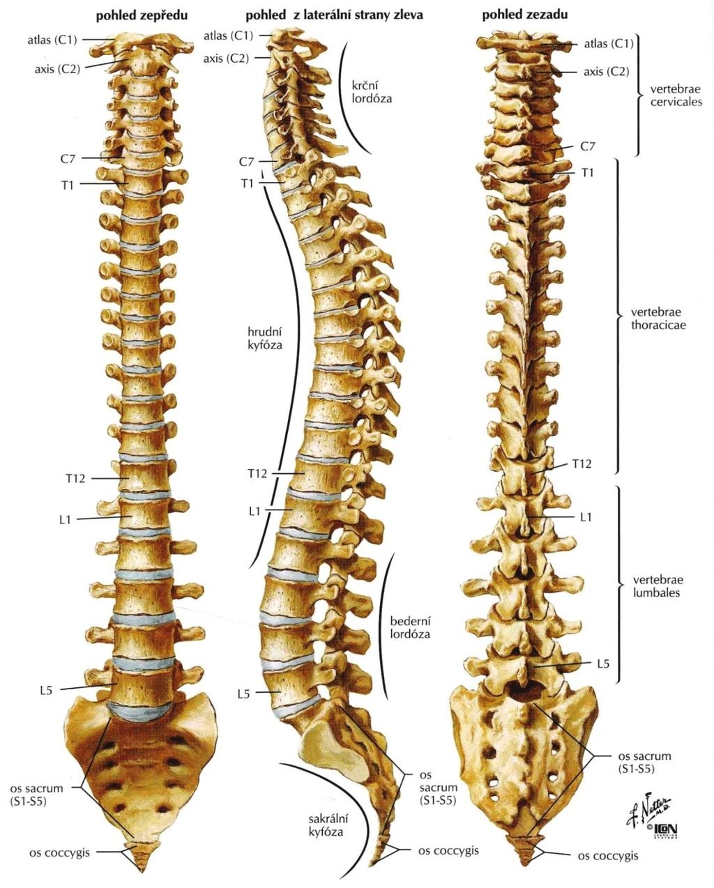 Příloha I/D: Anatomie páteře Obrázek 4: