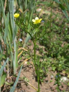 Ranunculus