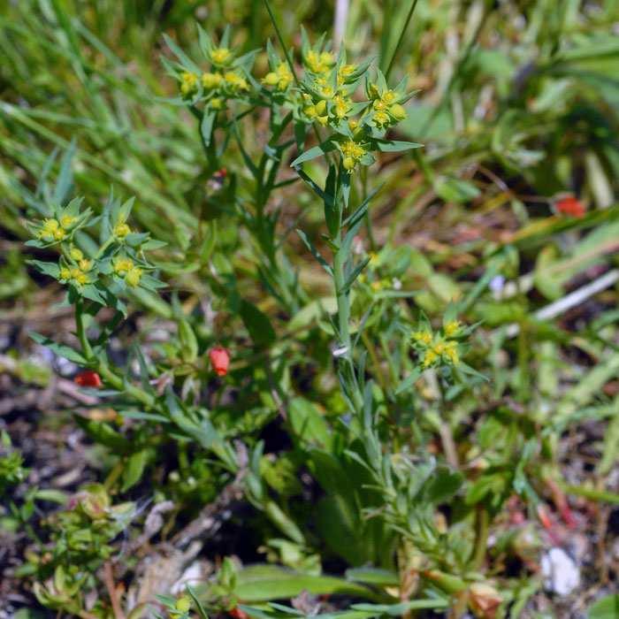 Euphorbio exiguae Melandrietum noctiflori Druhově bohatá