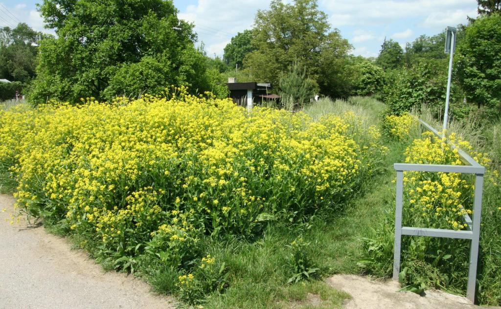 Vytrvalá ruderální vegetace (Artemisietea vulgaris)