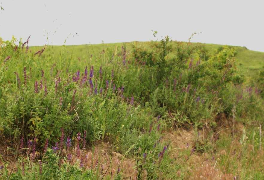 Vytrvalá ruderální vegetace (Artemisietea vulgaris) Convolvulo arvensis- Elytrigion repentis