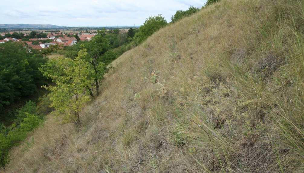 druhy chladné pleistocenní stepi Agropyron cristatum Kochia prostrata Taraxacum