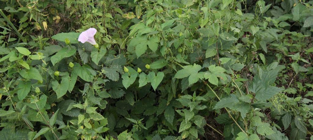 Vytrvalá ruderální vegetace (Galio-Urticetea) Senecionion fluviatilis polopřirozená vlhkomilná a nitrofilní vegetace vysokých bylin lemy lužních lesů hojné liány (Calystegia