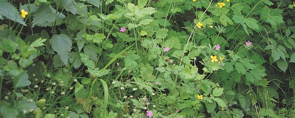 lesních lemech na živinami bohatších půdách převážně na ruderálních