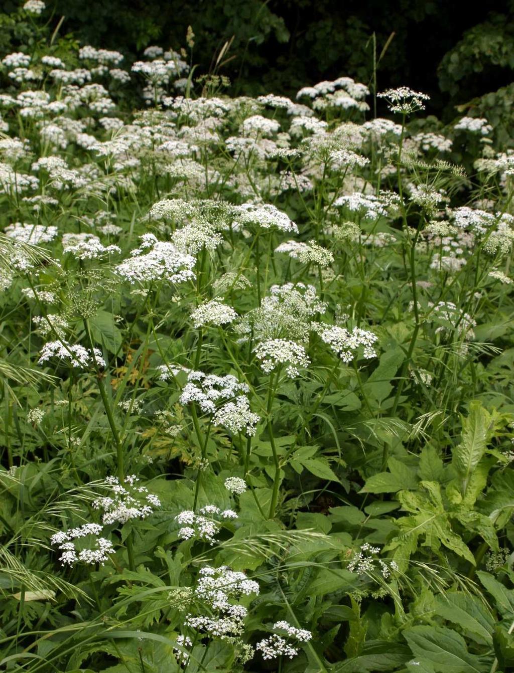 Vytrvalá ruderální vegetace (Galio-Urticetea) Aegopodion podagrariae vegetace širokolistých bylin s převahou Apiaceae zpravidla monodominantní porosty významné zastoupení mezofilních lesních a