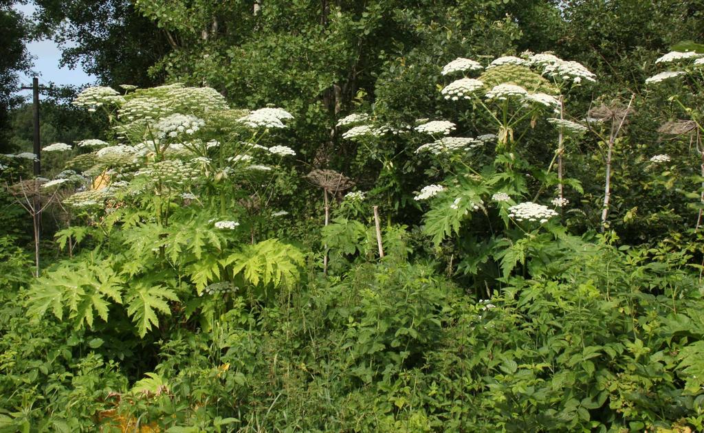 Vytrvalá ruderální vegetace (Galio-Urticetea) Aegopodion