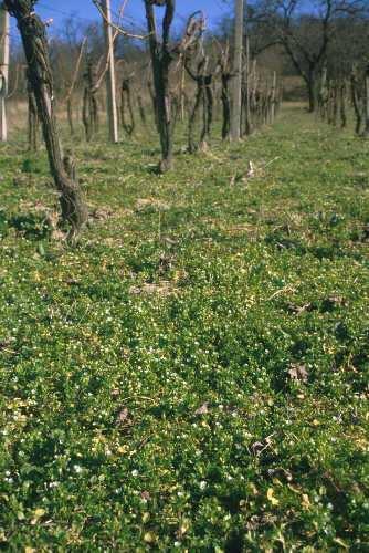Polní plevele Typy fenologie plevelných druhů časně jarní druhy (Veronica triphyllos) druhy rostoucí od časného jara do začátku zimy (Elytrigia repens) druhy rostoucí od pozdního jara do podzimu