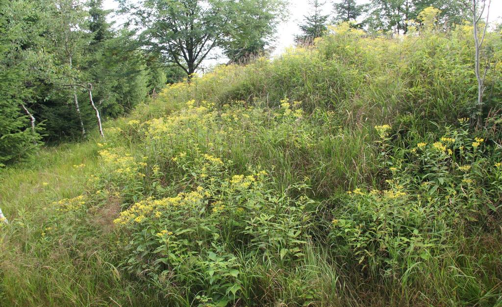 Vegetace lesních pasek (Epilobietea angustifolii) Fragarion vescae ekologické poměry po vykácení lesa větší oslunění a jiné spektrální složení světla větší kolísání teplot může dojít k zamokření půdy