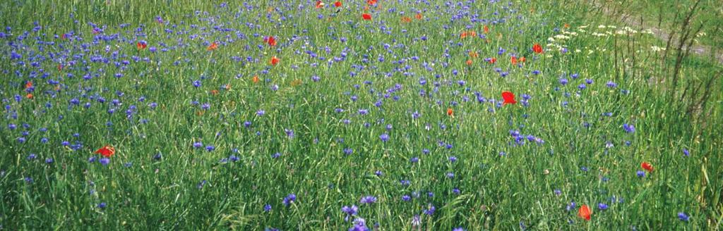 polních okrajích Centaurea