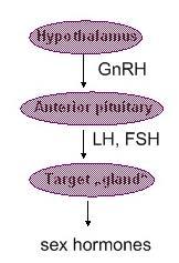 Klinická korelace hormonální kaskády Testování aktivity adenohypofýzy Infertilita (insuficience hypothalamu, adenohypofýzy či gonád) Krok 1 Ověření fungování gonád Podání LH či FSH Testujeme, zda