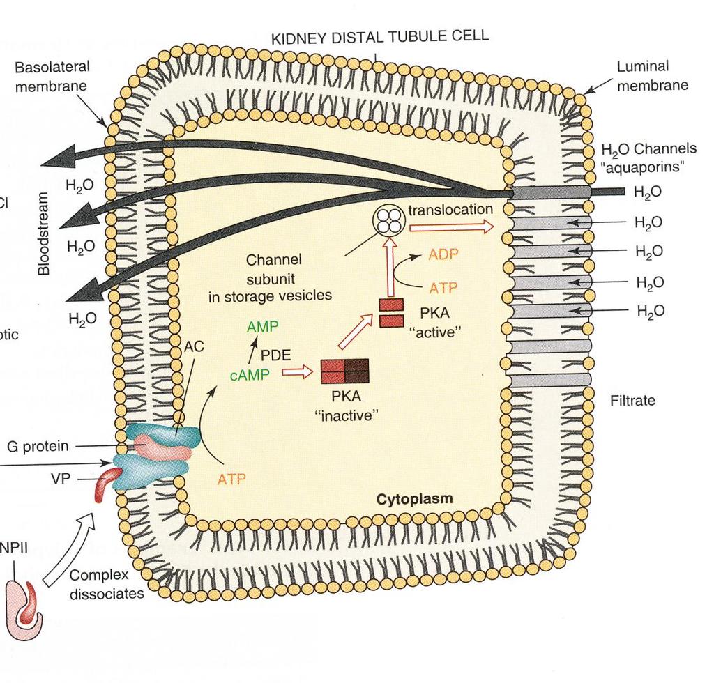 Mechanismus působení vasopresinu VP vasopresin