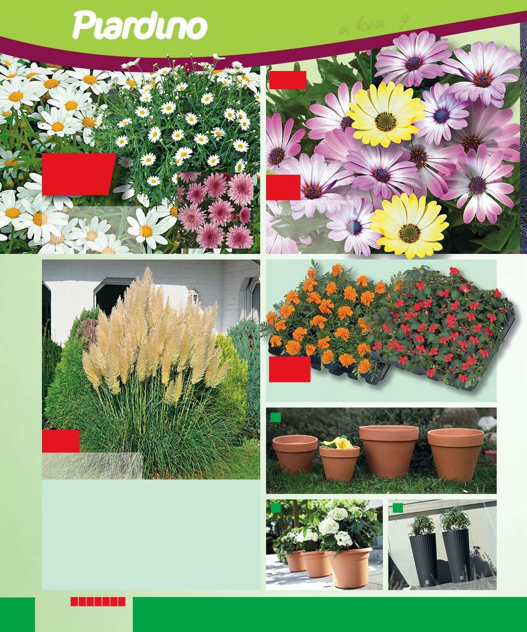 Značkaa kvalitykva V RŮZNÝCH BARVÁCH 125,- Margaritka, pařížská kopretina Argyranthemum frutescens nakvetlé rostliny, různé barvy ø kv. 14 cm 12 5,- ø kv.