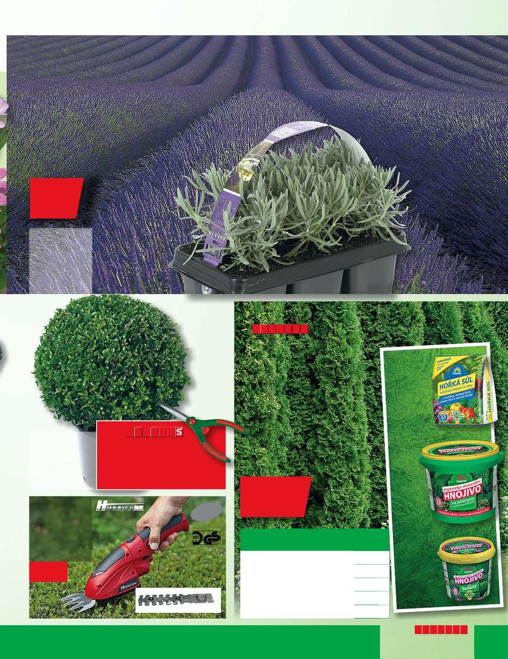 Každý den čerstvá kvalita přímo pěstitelů Levandule lékařská Lavandula angustifolia aromatická a léčivá rostlina pro nezamokřená slunná stanoviště košík 6 ks 185,- ø kv. 14 cm 75,- ø kv.