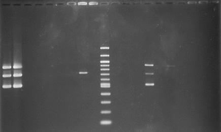 108 23 spojené s identifikací na základě biochemických testů. Rovněž genotypově vykazují kmeny L.