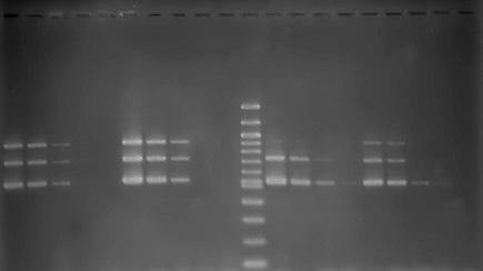 Kromě časově náročného stanovení DNA/DNA podobnosti je možné využít druhově specifické PCR založené na druhově specifických sekvencí v genomu BMK [10, 11].