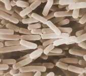 2.2.3 Druh Lactobacillus acidophilus Intestinální trakt lidí a zvířat obsahuje mnoho druhů laktobacilů, které v něm žijí jako komenzální mikroflóra na mukózním povrchu epitelu.