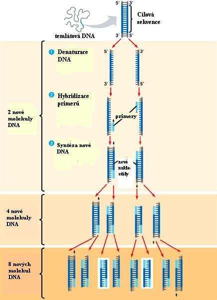 2.5.4 Detekce produktů PCR Obrázek 5: Průběh PCR [33 upraveno] PCR produkty se nejčastěji detekují pomocí agarózové gelové elektroforézy. 2.5.4.1 Detekce produktů PCR pomocí agarózové gelové elektroforézy K identifikaci amplikonů DNA získaných pomocí PCR se používá elektroforéza v agarózovém gelu.