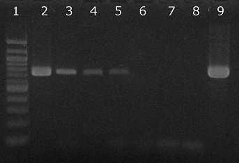 6.2.2 Citlivost amplifikace pro druh Lactobacillus acidophilus Směs pro PCR byla připravena podle 5.3.