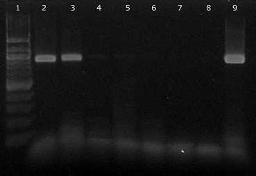 6.2.4 Citlivost amplifikace pro druh Bifidobacterium animalis Směs pro PCR byla připravena podle 5.3.