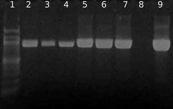 v přibližně stejné intenzitě dle množství DNA v PCR směsi. Přítomnost amplifikovatelné DNA byla prokázána u všech testovaných šarží výrobku Linex Forte. 6.3.