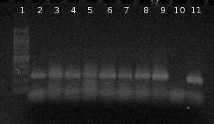 6.4.3 Srovnání amplifikovatelností DNA v jednotlivých tabletách výrobků Pangamin Bifi Plus Z každé šarže výrobku Pangamin Bifi Plus bylo připraveno osm hrubých lyzátů, každý z 1 g tablety (asi 2,5