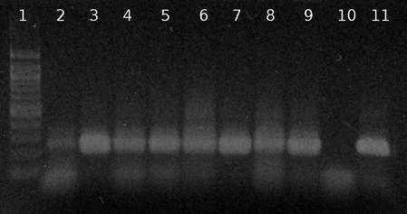 Obrázek 20: Agarózová gelová elektroforéza specifických produktů PCR (250 bp) pro rod Lactobacillus.