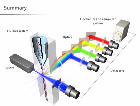 Průtoková cytometrie - Flow Cytometry Detekce každé buňky zvlášť Rozdělení